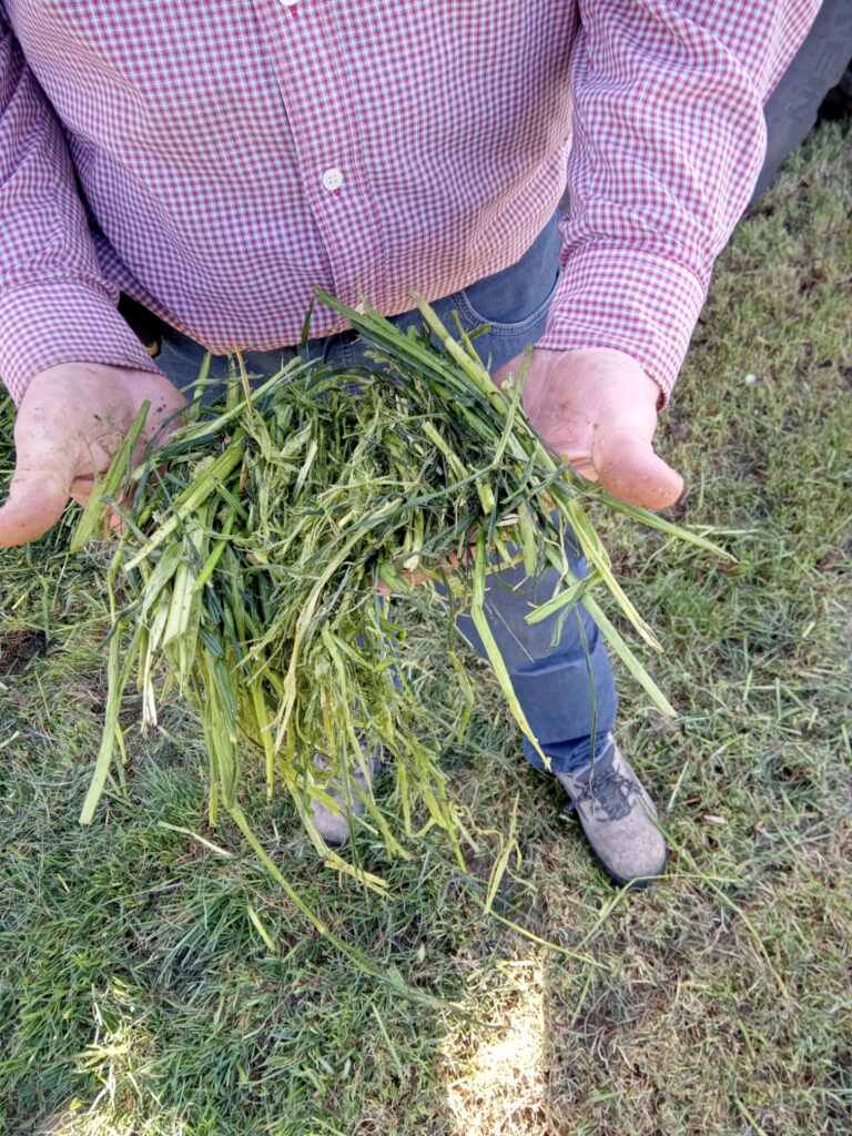 Gras